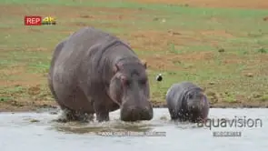 Hippo mother and baby hippo entering water shot from front with flock of blacksmith…
