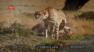 Cheetah cubs playing in BG as mother scouts stalks prey chase TAKEDOWN Gazelle as cubs.