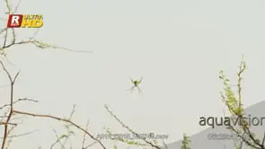 Golden Silk Orb Spider on a hunting net or web to catch preys. MLS; DAY.