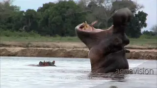 Hippo yawning to warn when it shows jaws and long.