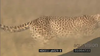 Cheetah hunting through long dry grass DAY PAN left to right MS