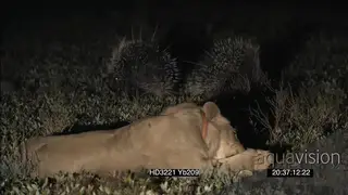 Two Cape Porcupines standing together raised quills defensive protective behaviour as.