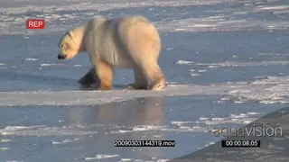 Polar bear patrolling across frozen lake