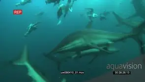 Dusky Sharks swimming underwater in ocean with Sardines and Cape Gannets fishing WS HAND