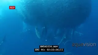 School of Blacktip Sharks with Cape Gannets swimming into a Sardine ball hunting and.