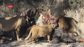 African Lions laying down on bushveld feeding on a carcass then running away making way.