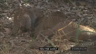 Banded Mongeese walking around searching on bushveld then disappearing in a bush MLS PAN