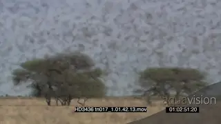 Swarm of Locust flying around over bushes in frame very close TU CU FOCUS PULL FF