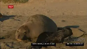 Elephant seal crawls across, elephant seal female with pup, it digs up sand on itself