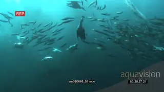 Dusky Sharks and Common Dolphins swimming underwater in ocean with Sardines and Cape.