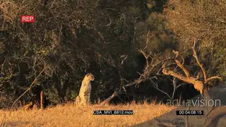 Cheetah on dirt mount facing camera hunting scouting around for prey