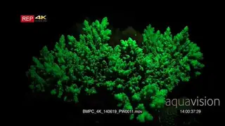 Florescent Staghorn Coral, Acropora spp, at night.