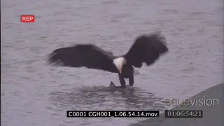 Bald eagle catching a salmon in shallow water FF