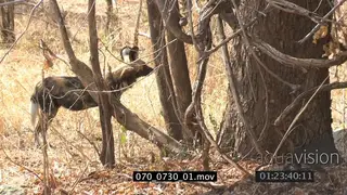 African wild dog pack hunting patrolling area SEMI DRY MS PAN