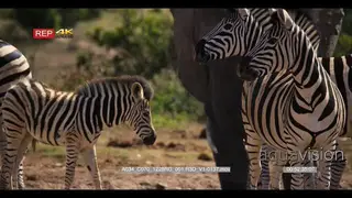 Zebra herd with a foal suckling from mother and elephant in the background