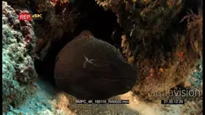 Cleaner shrimps floating around a mouthing giant moray eel