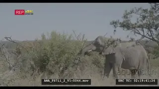 African elephant feeding, eating, breaking, chewing, pushing, branches, shrubs, mammals.