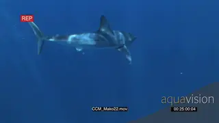 Mako Shark swimming and turning underwater in ocean UW