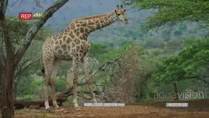 Giraffe bend down and grooming in the bush