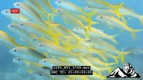 School of flame goatfish on Mozambique coral reef scenic