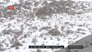 Elk Antelope looking around walking and sniffing on prairie during snow fall XWS ZI LS PAN