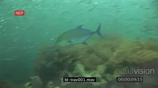 Schools of varied sea fishes swimming underwater in ocean and Giant Kingfish passing by.