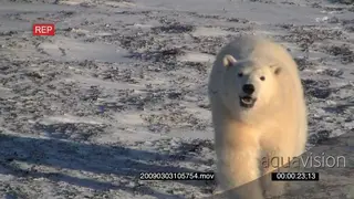 Polar bear patrolling walking towards camera in morning light
