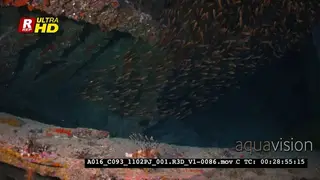A large school of Golden sweeper fish swirl inside the Dunraven shipwreck.