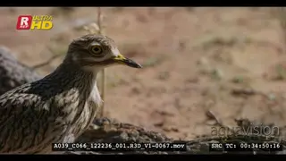 Close side tracking view shot of the head and shoulder of a juvenile spotted thick knee.