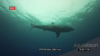 Large Great White Shark approaching underwater LA against surface UW HAND