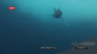 Mako Shark swimming underwater in ocean following camera UW