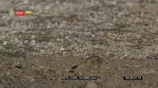 Prairie Dog getting out of hole on prairie then looking around and getting back in MLS