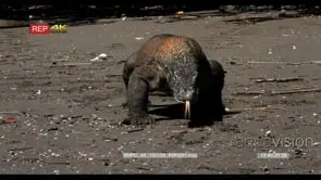 CU Impressive Komodo Dragon walking on beach, tongue flicking, towards camera, head on