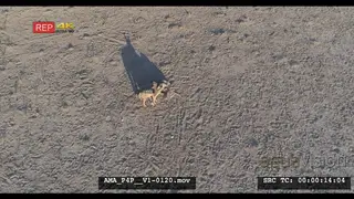 Aerial Drone Black-backed jackal scavenging off carcass