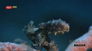 Macro slow motion shot of the whole body of a blue-ringed octopus.