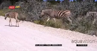 Zebra Dazzle crossing dust road with zebra foul
