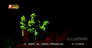 Night shot of fluorescent Hard coral, MS.