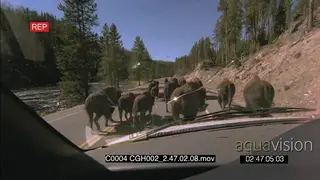 Bison herd walking along tar road followed by vehicles shoot from inside vehicle