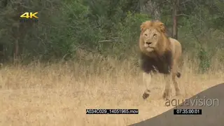 African male lion running jogging hunting towards the camera