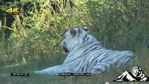Tiger laying down looking away from camera GREEN LS