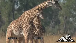 Giraffes standing play fighting with necks on bushveld MS TU HAND