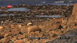 Polar bear resting on rocky shore ocean in BG