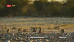 Flock of helmeted guineafowl feeding in a dusty dry rocky landscape