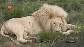 White lion male sleeping GOOD LIGHT