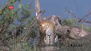 Male Leopard Sitting on a dead tree bark Grooming and Looking around the Bushveld GENERAL.