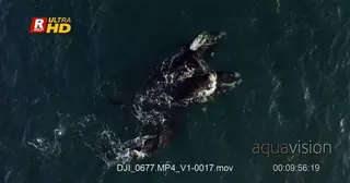 Three Southern Right Whales mating and courtship behaviour, V shaped blow.