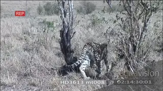 Cheetah brothers 3 walking through tall dry grass looking around hunting