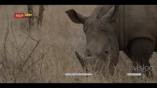 MCU of a White Rhinoceros standing and grazing on grass.