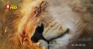 African male Lion XCU bloody scar face shot, laying down, sleeping and resting.