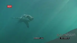 Great White Shark gently swimming towards camera underwater in ocean the passing by UW.